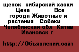 щенок  сибирский хаски › Цена ­ 12 000 - Все города Животные и растения » Собаки   . Челябинская обл.,Катав-Ивановск г.